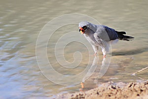 Hawk, Pale Chanting - Wild Birds from Africa - Call of the wild