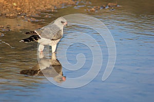 Hawk, Pale Chanting - Wild Birds from Africa - Reflections