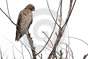 Hawk perched on bare branches photo