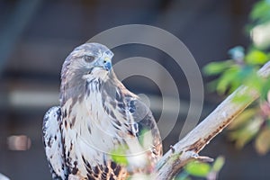 Hawk perched on a branch