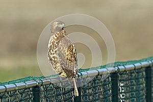 Hawk perched on a chain link fence