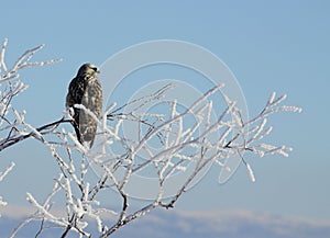 Halcón sentado en escarchado un árbol 