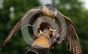 Hawk perched on hand