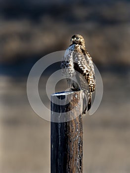 Hawk perched on a post.