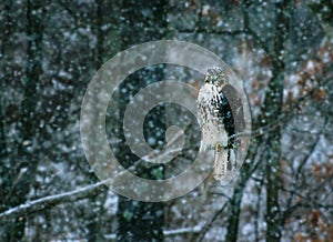 A hawk perched during a snowstorm