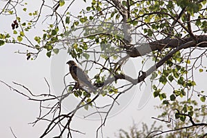 Hawk perched in tree