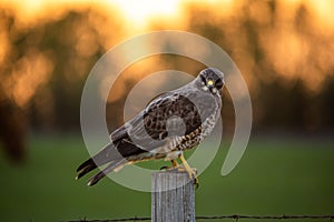 A Hawk perches on a fencepost