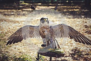 Hawk, peregrine falcon with open wings , bird of high speed