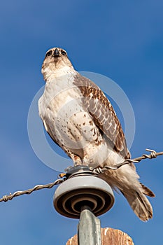 Hawk with piercing eyes stares into camera from above.