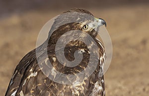 Hawk portrait with allure of expressive cocked head