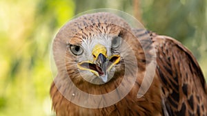 Hawk portrait with selective soft focus, on the background of green nature