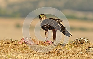 hawk poses with food