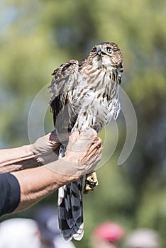 Hawk Ready to be release