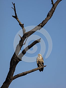 Jestřáb odpočívá na strom v v během 