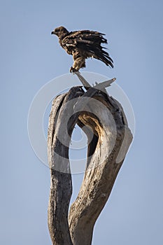 Hawk resting on a tree in Serengeti National Park in Tanzania during safari with blue sky in background