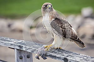 A Hawk's Dinner