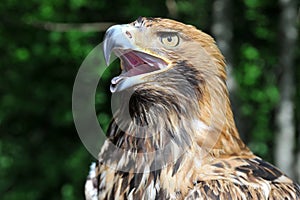 Hawk's head with open beak