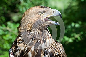 Hawk's head with open beak