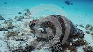 A hawk sea turtle exhales air through a nose filled with sand on reef ocean floor. A turtle swimming underwater feeds on