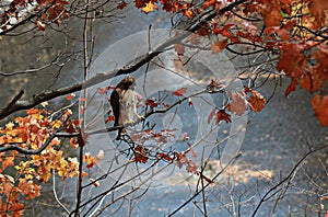 A hawk sits on a branch in the Rocky River Metropark in Cleveland, Ohio