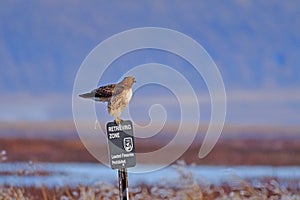 A Hawk sitting and defecting from a pole