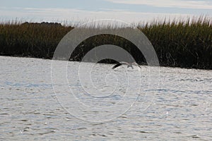 Hawk skimming the water with its talons in Charleston South Carolina, marsh background