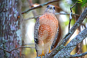 Hawk with a smirk