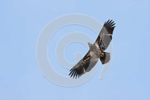 Hawk Soaring photo