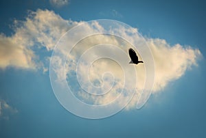 Hawk Soaring Through a Blue Sky Silhouetted by a White Cloud