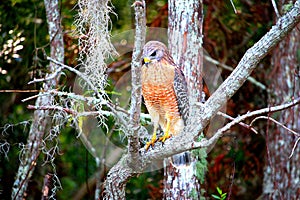 Hawk standing at attention