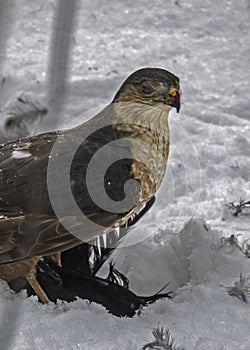 Hawk Standing Guard Over Prey