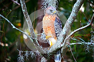 Hawk standing on one leg