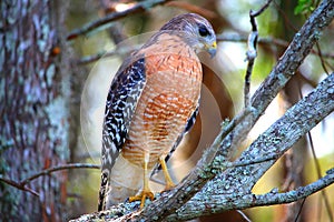 Hawk standing on the tree limb