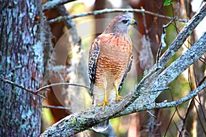 Hawk standing with wings closed