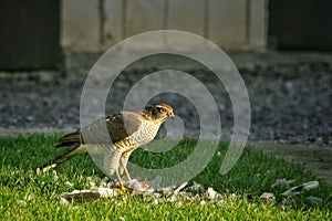 hawk stands on the grass and eats the hunted prey. The hawk eats another bird