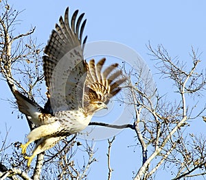 Hawk Taking Flight