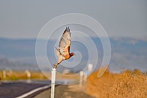 A Hawk Taking off from a pole, at Lower Lake