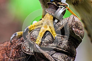 Hawk Talon and Transmitter on glove photo