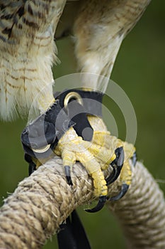 Hawk talons on perch