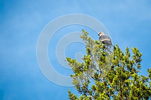 A hawk on top of a tree in Lake Texoma, Texas