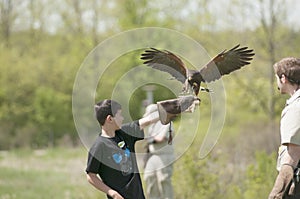 Hawk and trainer