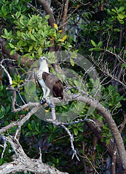 Hawk on tree