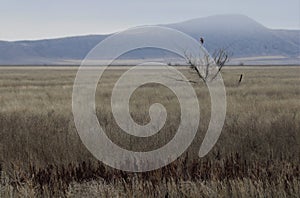 Hawk Tree Secluded Grassland Landscape