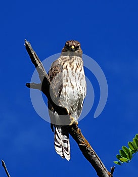 Hawk on Tree Snag