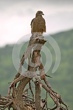 Hawk in tree in Umfolozi Game Reserve, South Africa, established in 1897