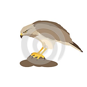 Hawk vector illustration style flat prifile