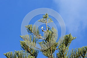 Hawk waits patiently on top of a pine tree at Lord Howe Island