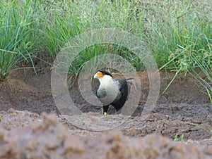 Hawk in the wild - Southern crested caracara CarcarÃÂ¡ photo