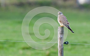 hawk in wildlive sitting on a stick