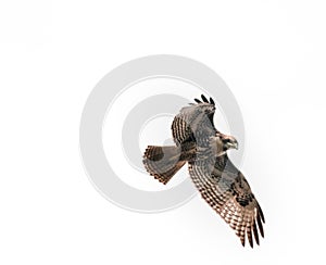 Hawk on the Wing